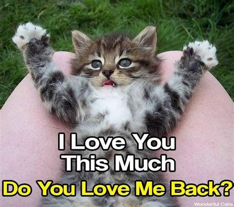 I Love You Cats Cats And Kittens Cute Cats