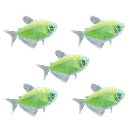 Electric Green Tetra For Sale 5 Pack Petco