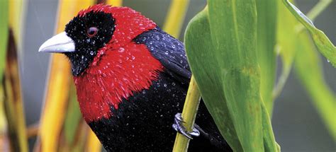 Se eligió la cattleyaskinneri (guaria morada) como flor nacional el 15 de junio de. Libro sobre aves de Costa Rica de famoso científico es ...