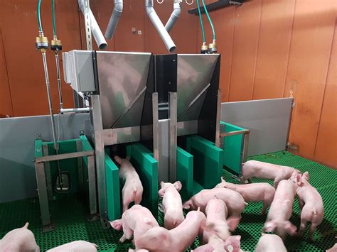 Pig Feeding Equipement Pigtrack Asserva Tube Programmable