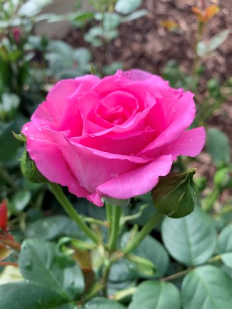 Harkness Roses On Twitter Claire Marshall💕 This Vibrant And