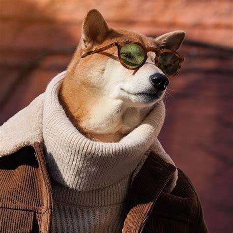 Mensweardog The Most Stylish Dog In The World In 2022 Menswear Dog