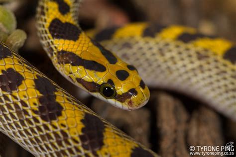 Learn more about snakes at howstuffworks. Lamprophis fiskii - Fisk's House Snake