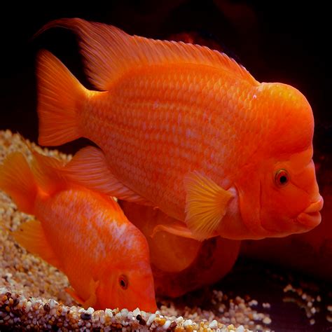 Chiseltooth Cichlid Vieja Cichlasoma Bocourti 6cm Aquarium Central