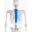 Physiotherapy For Mid And Upper Back Thoracic Spine Pain  Glebe Physio