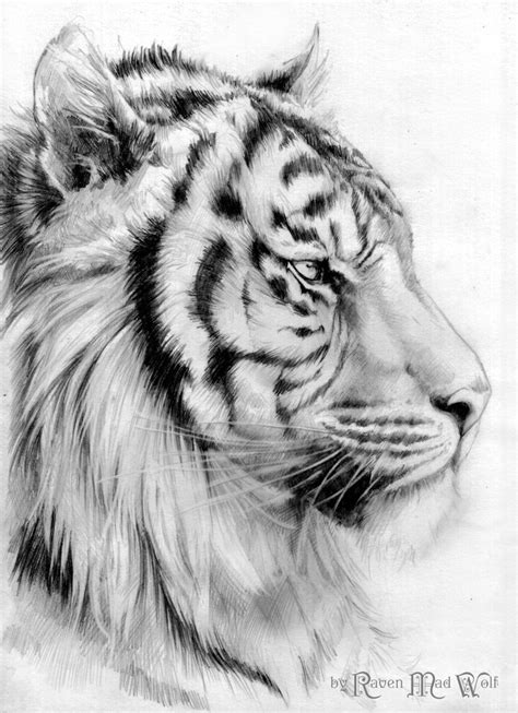How To Sketch A Tiger Peepsburgh Com