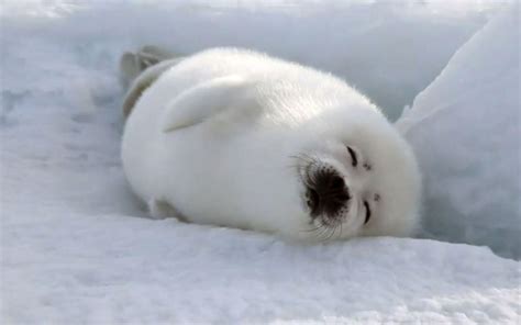 White Baby Seal