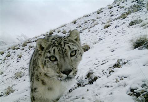 Hiking And Climbing Adventures Rare Snow Leopard Caught On Camera In