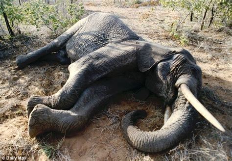 Cruel People Dozens Of Elephants Killed In Zimbabwe