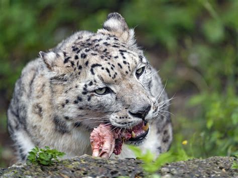 Snow Leopard Eating Meat One Of The Snow Leopards Of The S Flickr