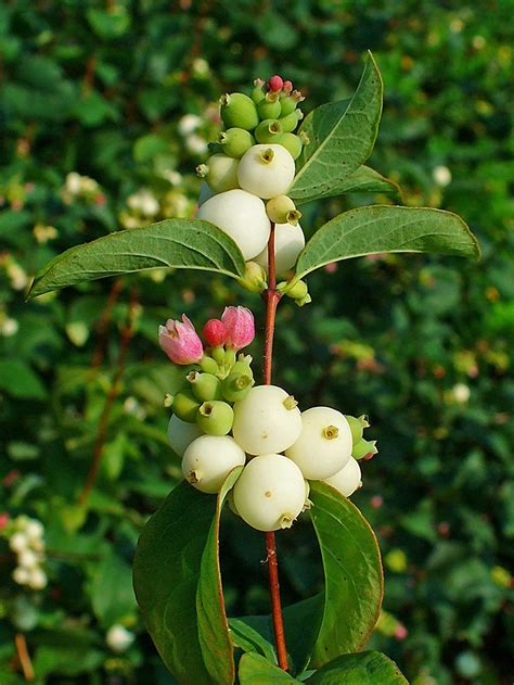 10 Common Snowberry White Berries Pink Flowers Symphoricarpos Alba