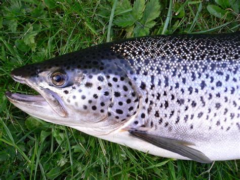 Trout Fishing In Scotland Fishing For Scottish Sea Trout