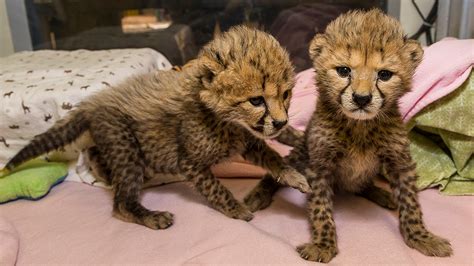 Sister Cheetah Cubs Nursing At San Diego Zoo Safari Park Nbc Los Angeles