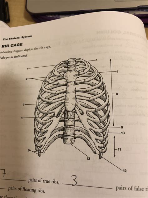 Rib Cage Chapter 6 Diagram Quizlet