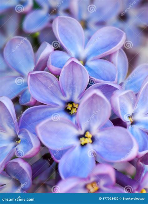 Macro Image Of Spring Lilac Violet Flowers Abstract Purple Floral