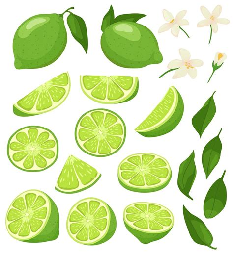Cartoon Lime Green Citrus With Blossom Sliced Limes And Sour Summer