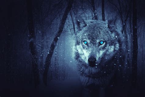 Mystical Forest Snow Dark Wolf Animal Coolwallpapersme