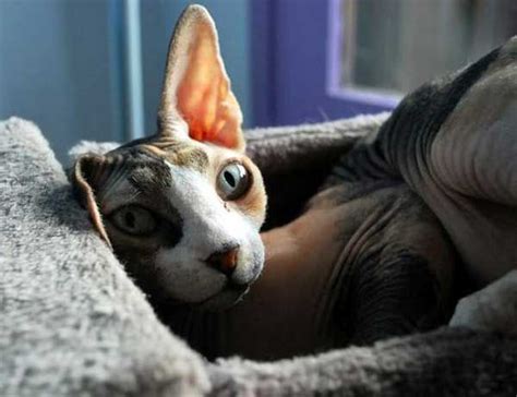 Sphynx Cats — 5 Things To Know About Living With Hairless Cats Sphynx Cat Hairless Cat Sphynx