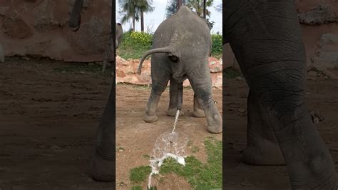 एशियाई हाथी Elephant Pees And Poops At Attica Zoological Park Όταν ο