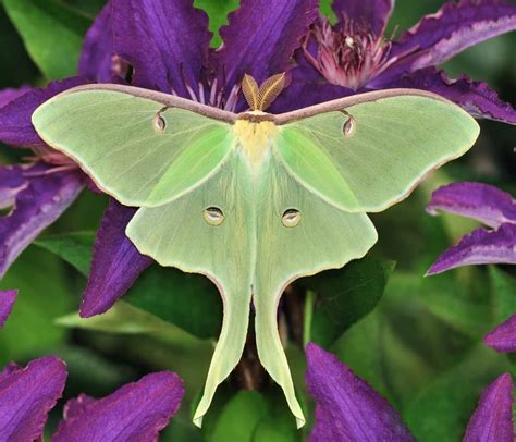 13 Most Common Types Of Moths That Can Be A Pest