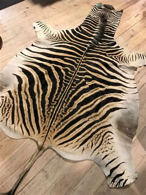 Freshly Tanned Zebra Skins The Skins Are Of The Highest Quality