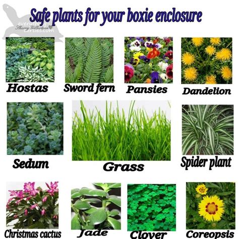 Safe Plants For Box Turtles And Tortoises Tortoises Turtle Habitat Box Turtle
