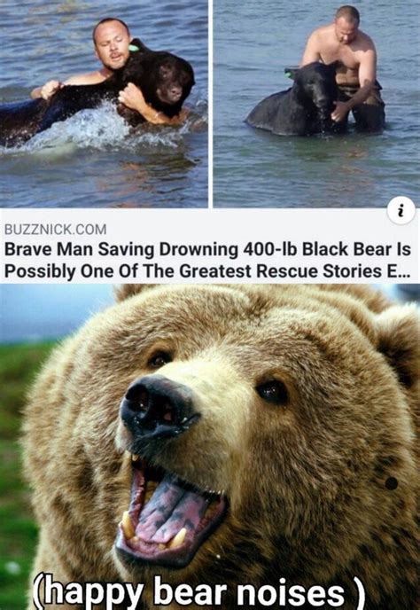 Black Bear Approved Funny Animal Jokes Cute Funny Animals Animal