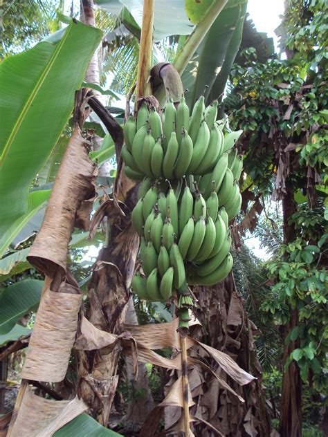 03.10.2017 · pisang barangan merupakan jenis pisang yang asli dari indonesia. Hang Kebun: PELBAGAI JENIS PISANG