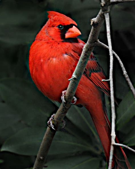 Cardinalidae Cardinalis Cardinalis Male Northern Cardi Flickr