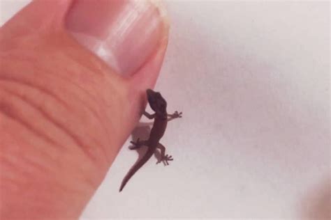 Ten Of The Worlds Most Amazing And Unusual Lizards