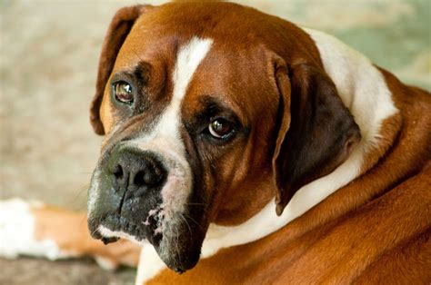 73 Boxer Dog Breed Pictures Pic Bleumoonproductions