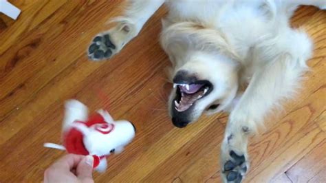 English Cream Golden Retriever Puppy Chewing And Tossing Around Stuffed