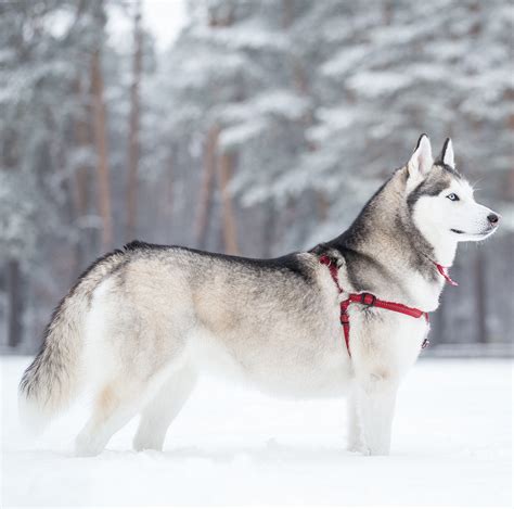 Top 102 Images Pictures Of Siberian Husky Dogs Latest