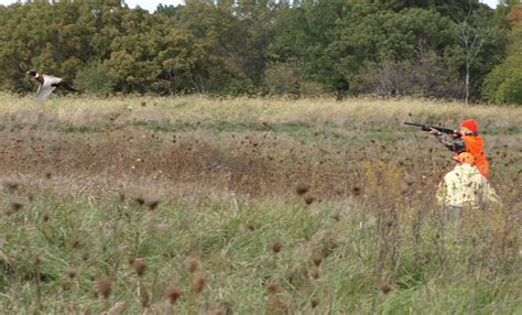Iowa pheasant harvest up 30% in 2014 « KJAN | Radio Atlantic, IA – AM 1220