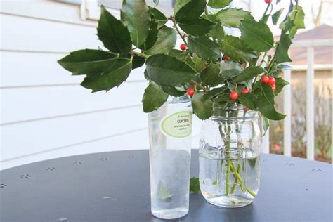 Hst shows how to preserve leaves using three methods: How to Preserve Evergreens with Glycerin | Best Craft ...