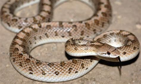 40 Types Of Snakes In Arizona 21 Are Venomous Imp World