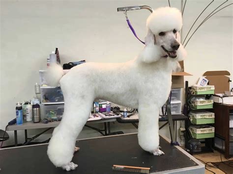 Chicago Dutch Poodle Clip Dog Grooming Tutorial