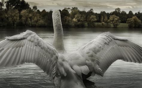 Swan Spreading Wings Photograph By Robert Kovar