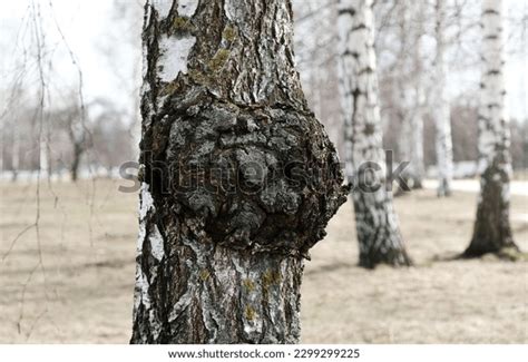60 Birch Canker Images Stock Photos And Vectors Shutterstock