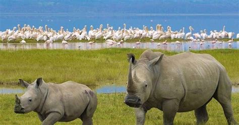 Nairobi Nakuru National Park And Lake Naivasha Day Tour Getyourguide