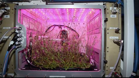 Nasa Has Successfully Grown Plants In Space Gareeb Scientist
