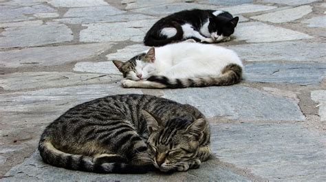 Hd Wallpaper Three Cats Sleeping Outdoor Resting Cute Animal