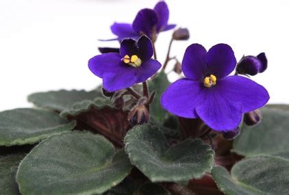 An african violet soil mix usually. How to Make a Cactus Terrarium (with Pictures) | eHow