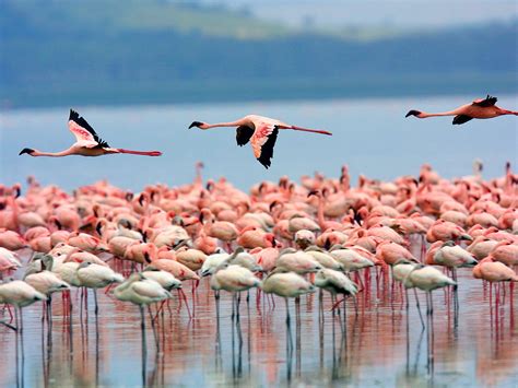 A Safari To Lake Nakuru National Park Kenya Safaris Tours Kenya