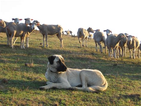 Anatolian Shepherd Dog Herding Sheep Photo And Wallpaper Beautiful