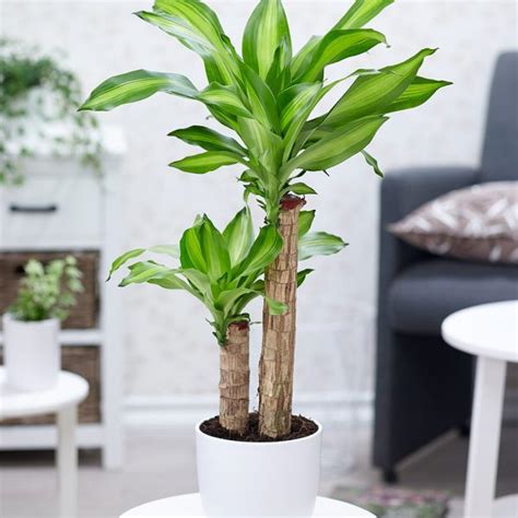 10 Lush Indoor Plants Ideas To Decorate Your Home Decoholic
