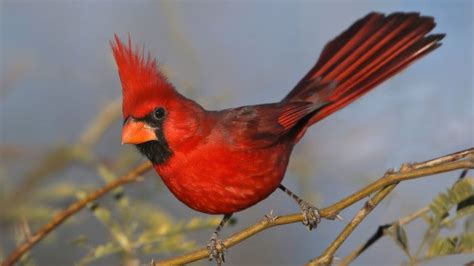 The Northern Cardinal Is Actually Multiple Species Evidence Suggests