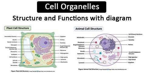 Cell Organelles Definition Structure Functions Diagram