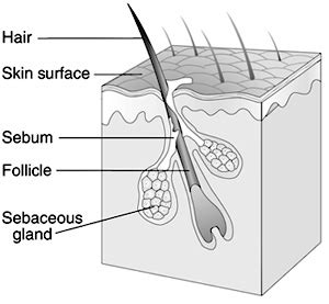 Accessory Structures Of The Skin Boundless Anatomy And Physiology