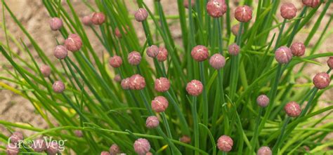 How To Harvest Chives All Year Round